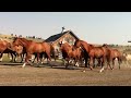 the marlboro ranch the horses running