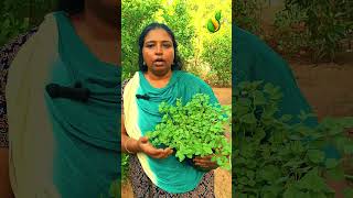 OREGANO | ഒറിഗാനോ വീട്ടിൽതന്നെ നട്ടുവളർത്താം | SK.SHINU. #keralaagriculture #agro#agriculturefarming