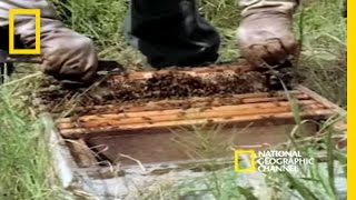 Killer Bees | National Geographic