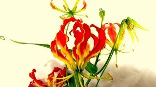 グロリオサの花言葉、特徴、使い方、テクニックをトッププロが教えます。I teach you about Gloriosa