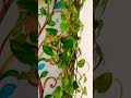 ADS VLOG'S  my sweet home decorate  money plant,🌿🌿🌿