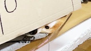 Shibe's head gets stuck in the door of his house