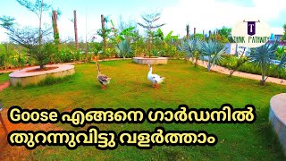 Goose farming at garden