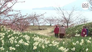 スイセンとカワヅザクラ見ごろ　住民手づくりの公園　広島･尾道市 因島