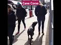 How To Make Cane Corso A Loyal Dogs? #youtubeshorts #youtube #shorts