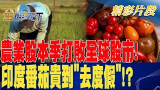 農業股本季打敗全球股市！ 印度番茄貴到「去度假」？| 金臨天下 20230823 @tvbsmoney