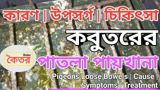 কবুতরের পাতলা পায়খানা | কারন | উপসর্গ | চিকিৎসা | Pigeons Loose Bowels | Cause | Symptom | Treatment