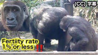 Gorilla smells the hormonal odor of Mom in heat. Kintaro! Fertility rate 1%  ｜Momotaro family