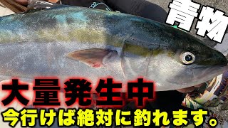 【速報】青物が大量発生中・・今年は入れ食い状態で釣れています。今釣れているルアーorタックルを全部ご紹介！！ブリ、ハマチ、サワラを狙うなら今がチャンス！！bts permission to dance