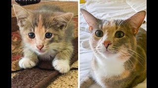 Cute Cat Funny Shorts Compilations 2022🤣|| Cat Videos😍🥰😘|| Funny Animals Part 184 || Piggi World