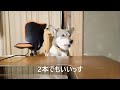 嘆願する犬