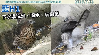 20230713 〈北大安水花家〉（2）藍H1小朋友吃飽，下水溝洗澡、喝水、玩樹葉，待了近半小時【大安森林公園鳳頭蒼鷹Crested Goshawk】