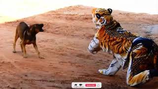 Wow!!! Fake Tiger Prank Dog No Run So Funny Try To Stop Laugh Challenge