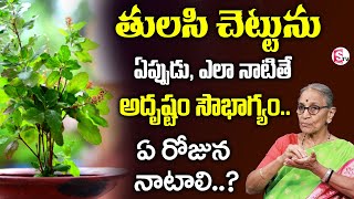 Tulasi Chettu Ekkada Pettali | Tulasi Plant Vastu Direction | Anantha Lakshmi Darmasandehalu#thulasi