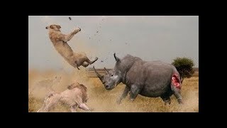 Rhino vs Lions - Buffalo vs Rhino - Real Fight Wild Animal Attacks