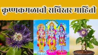 कृष्ण कमळ या फुलाची माहिती | krishna kamal fulachi mahiti