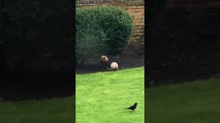 Squirrel Plays With Ball -  988568