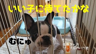 【お迎え翌日】フレンチブルドッグの子犬がうちに来て初めてのお留守番