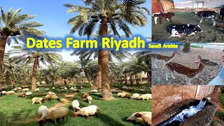 Dates Farm Riyadh Saudi Arabia