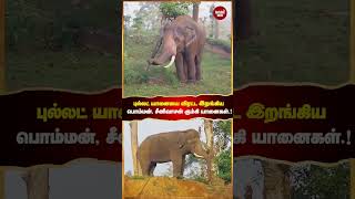 நீலகிரியில் மக்களை அச்சுறுத்தி வரும் புல்லட் யானையை விரட்ட இறங்கிய பொம்மன், சீனிவாசன் கும்கி யானைகள்