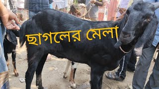 সিরাজগঞ্জ জেলা রায়গঞ্জ থানা চান্দাইকোনা বিশাল ছাগলের হাট