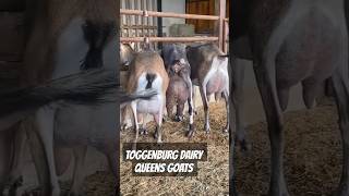 Toggenburg Goat Top Milking Goats of The World 🌎 Toggenburg goat facts #shorts #shortsvideo #india