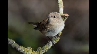 Live Cam - Bird feeder  /  Vogelhaus  (Blaumeisen und Kohlmeisen) T4