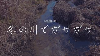 【2025年1月】冬の川でガサガサしてみたら？