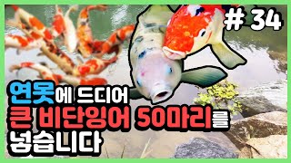 (eng)오늘부터 연못에도 물고기가 보일겁니다?! #34