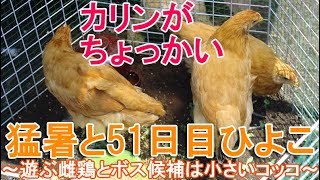 猛暑と51日目のひよこ～庭で遊ぶ名古屋コーチン雌鶏とボス雄鶏候補は小さいニワトリ～