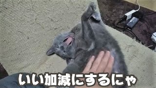 寝ている猫にちょっかいを出し続けていたら、ついに反撃【とも家シリーズ】