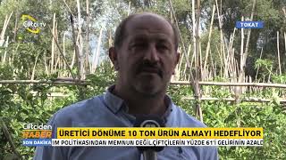 Tokat Domatesi 13 Bin Kişiye Ekmek Kapısı Oldu