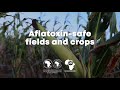 TAAT technology: Aflatoxin Management with Aflasafe