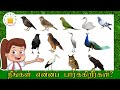 *NEW* Birds Name in Tamil | Kids Song |What Do You See? Song |Animals Name and Sounds|Tamilarasi