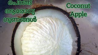 പൊങ്ങ് എന്ന coconut Apple ന്റെ ഔഷധ ഗുണങ്ങൾ പറയാം