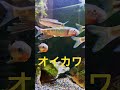 普通の川にいてる美しい魚。オイカワとカワムツ アクアリウム 日本淡水魚 日本淡水魚水槽 オイカワ カワムツ