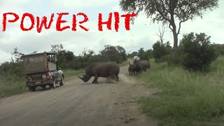 Angry Rhino Bull Attack VEHICLES & 411
