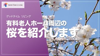 ゲストハウス周辺の桜を紹介します【グッドタイムリビング】