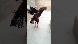 Lakha Kamalia aseel rooster short Pakistani fighter aseel YouTube video asian Rooster aseel murga