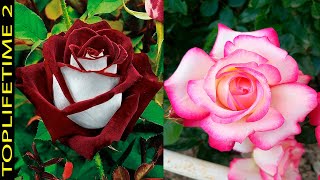 10 Rosas Más Bellas Del Planeta