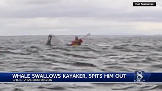 Father captures moment son was swallowed by humpback whale