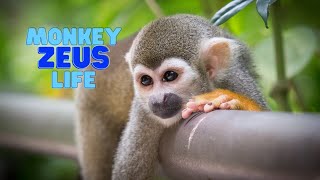 CUTEST Baby Squirrel Monkey {Answering Questions}