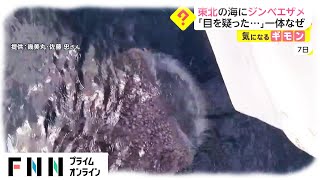 東北の海に“ジンベエザメ”　「目を疑った...」一体なぜ