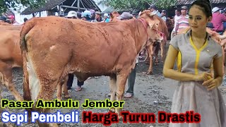 11.500!! Indukan Limousin Bunting Muda Super Jumbo!! Sepi Pembeli Pasar Ambulu Jember!! Sapi Mulyono