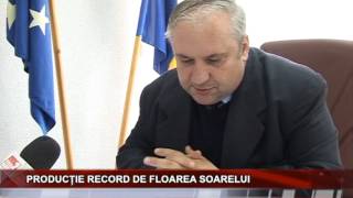 Productie record de floarea soarelui