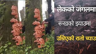 रुखको झ्याउमा रातो च्याउ #mushroom found in jungle ! #delicious #food #villagelife