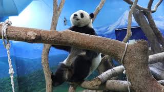 20200123 彪爸紅繩逗圓仔 三度陪玩真有愛 Giant Panda Yuan Zai