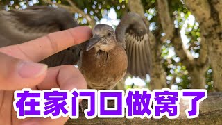 Masked Bird Brother｜The two birds I rescued a year ago made nests in the tree in front of my house.