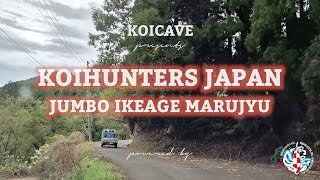 KOIHUNTERS JAPAN, JUMBO IKEAGE MARUJYU