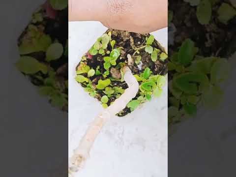 How To Grow PatharChatta Plant - YouTube